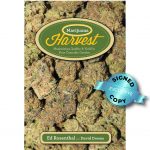 Marijuana Harvest Cannabis Garden Ed Rosenthal Book Cover Signed