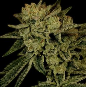 acapulco gold strain from golden gate seeds