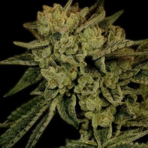 acapulco gold strain from golden gate seeds
