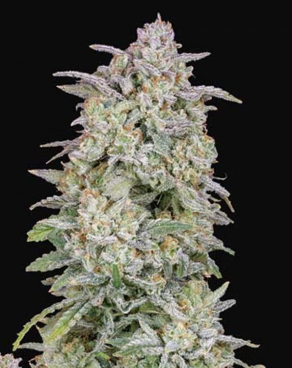 frosted guava strain from golden gate seeds