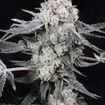 high society strain from golden gate seeds