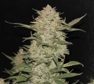 tahoe og strain from golden gate seeds